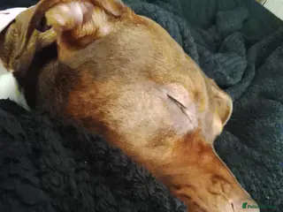 Mixed Breed dogs Whinnie in Blackburn - Advert 1