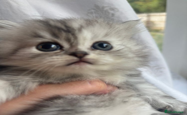 Persian cats - Advert 1