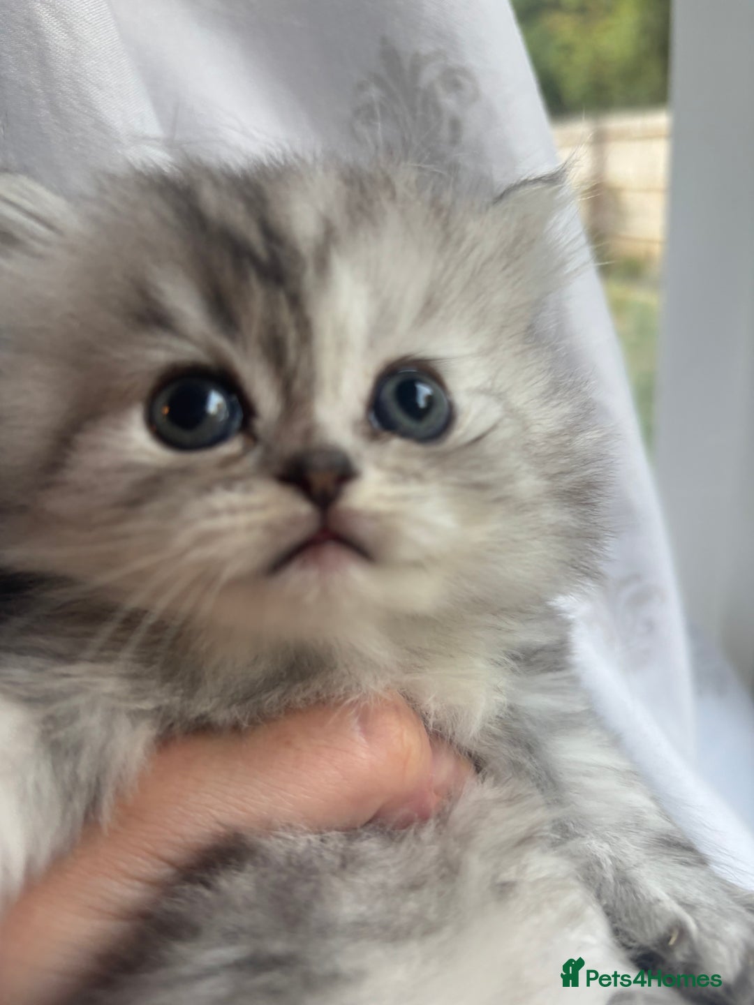 Persian cats for sale: Persian Ragdoll Kittens  - Image 1