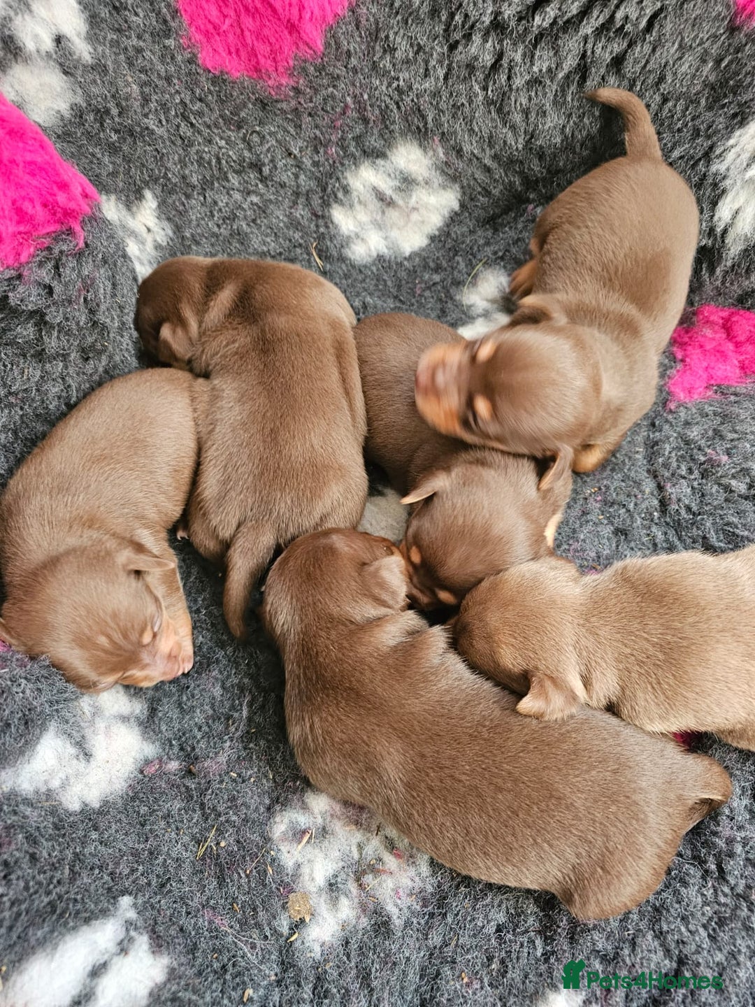 Jack Russell dogs for stud: Chocolate and tan short legged stud in Herne Bay - Advert 6