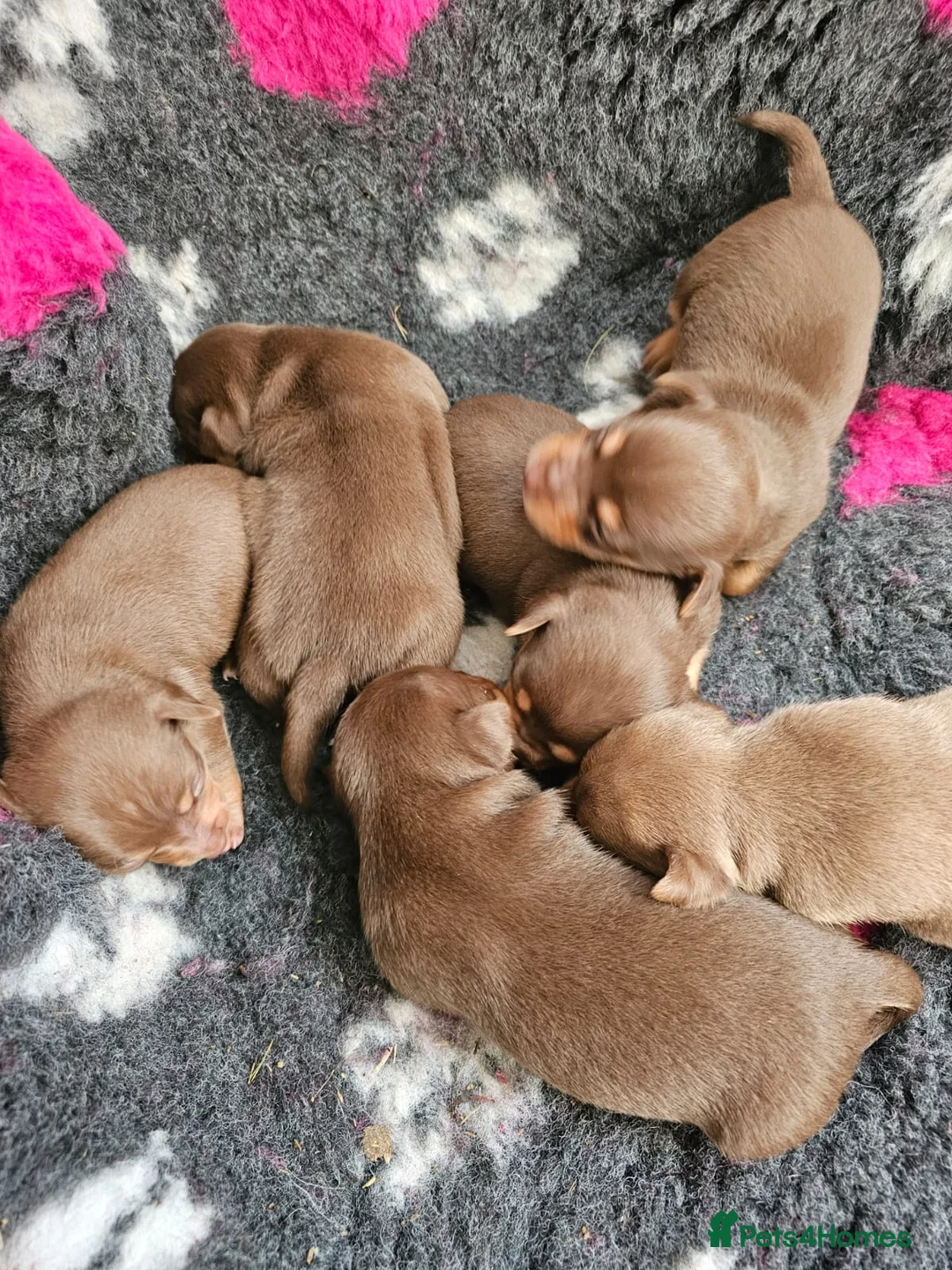 Jack Russell dogs for stud: Chocolate and tan short legged stud in Herne Bay - Advert 6