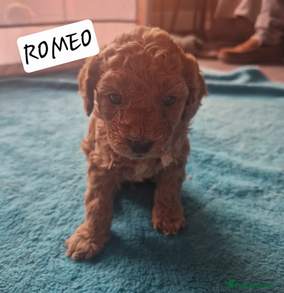 Cavapoo dogs for sale: Cavapoos Fb3. - Advert 22