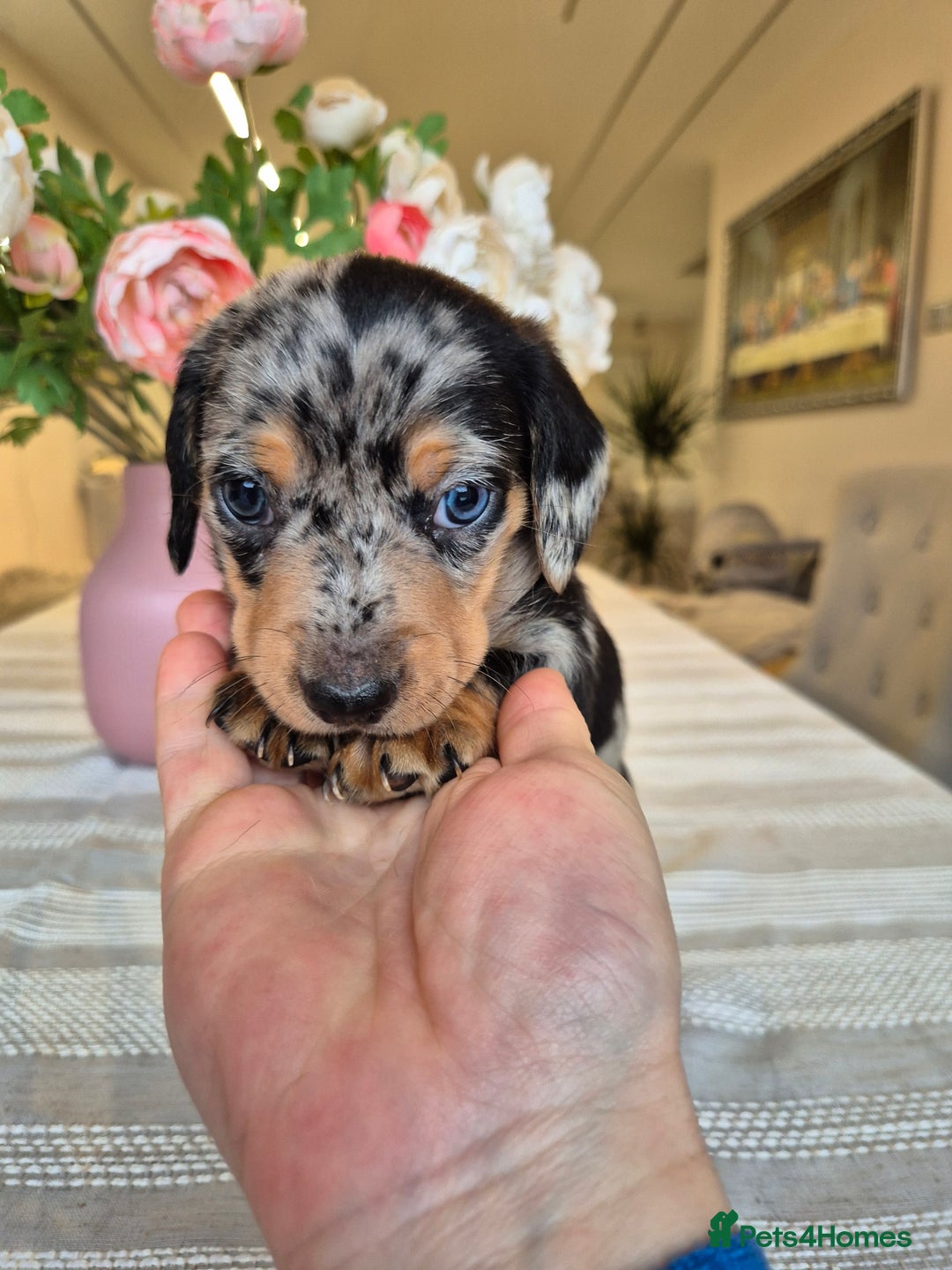 Dachshund dogs for sale: 💙Miniature Dachshund puppies! First litter!🩷  - Advert 12