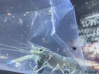 Lobsters fish Blue Crayfish/Lobster in Rochdale - Advert 1