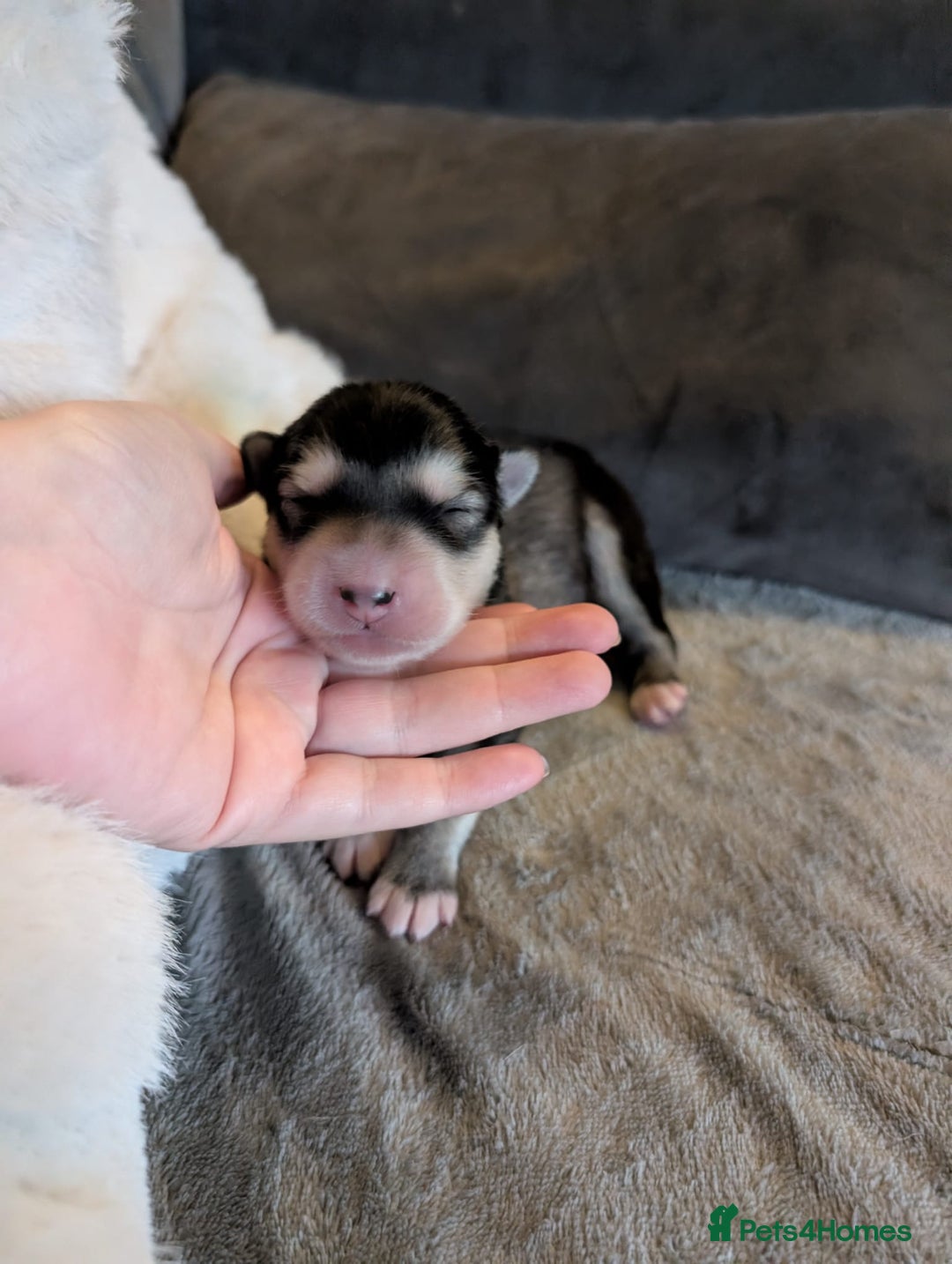 Alaskan Malamute dogs for sale: KC Alaskan malamute puppies champion lines - Image 35