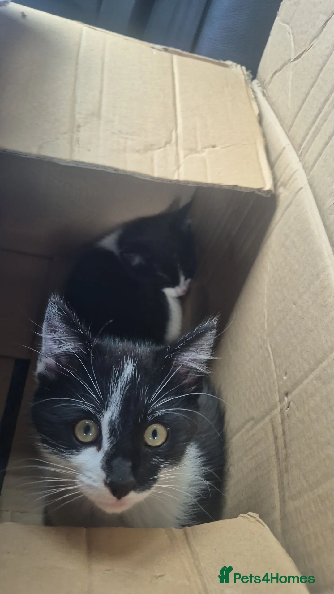 Mixed Breed cats for sale: Loving Cat Mogley in Bingley - Advert 3