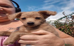 Mixed Breed dogs for sale: Cockapoochis Ready Now  - Image 2