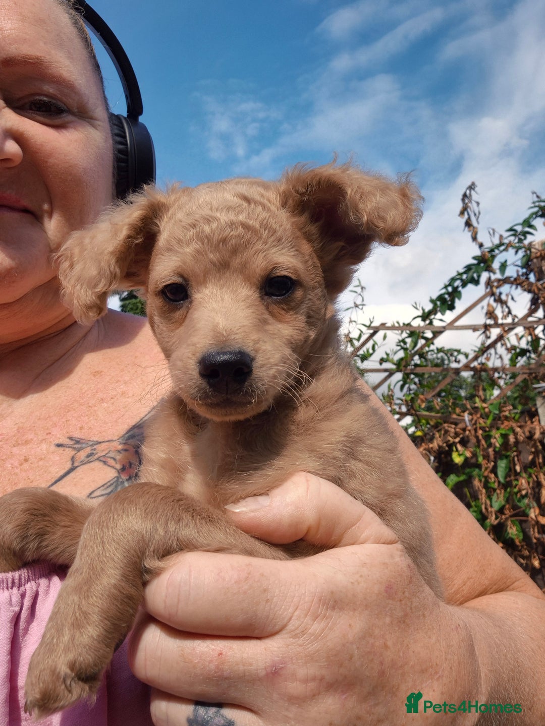 Mixed Breed dogs for sale: Cockapoochis Ready Now  - Image 2