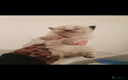 Ragdoll cats for sale: Seal point ragdoll kittens - Image 2