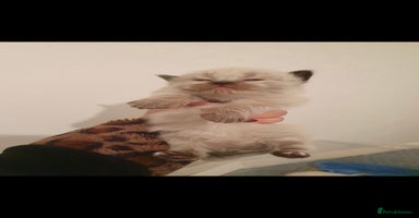 Ragdoll cats - Advert 5