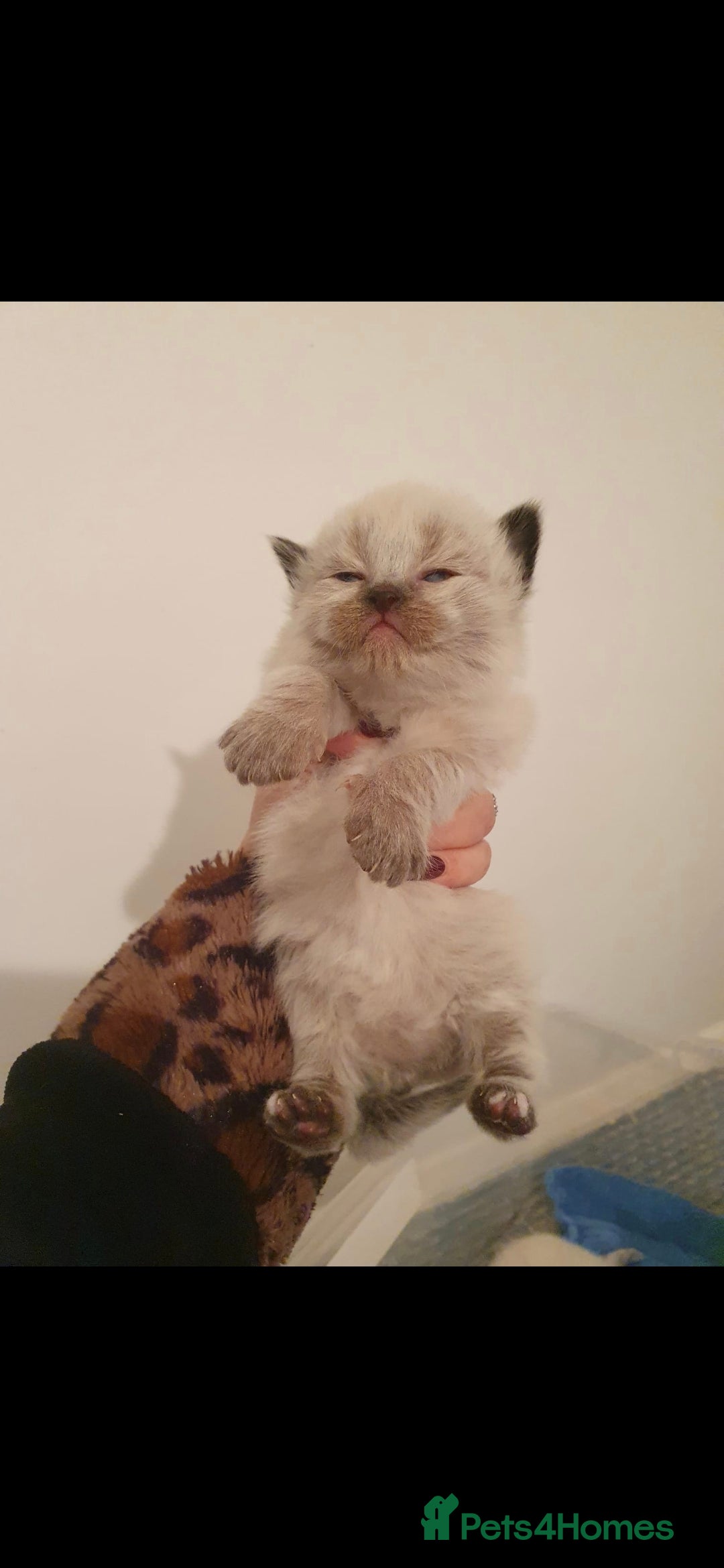 Ragdoll cats for sale: Seal point ragdoll kittens - Image 2