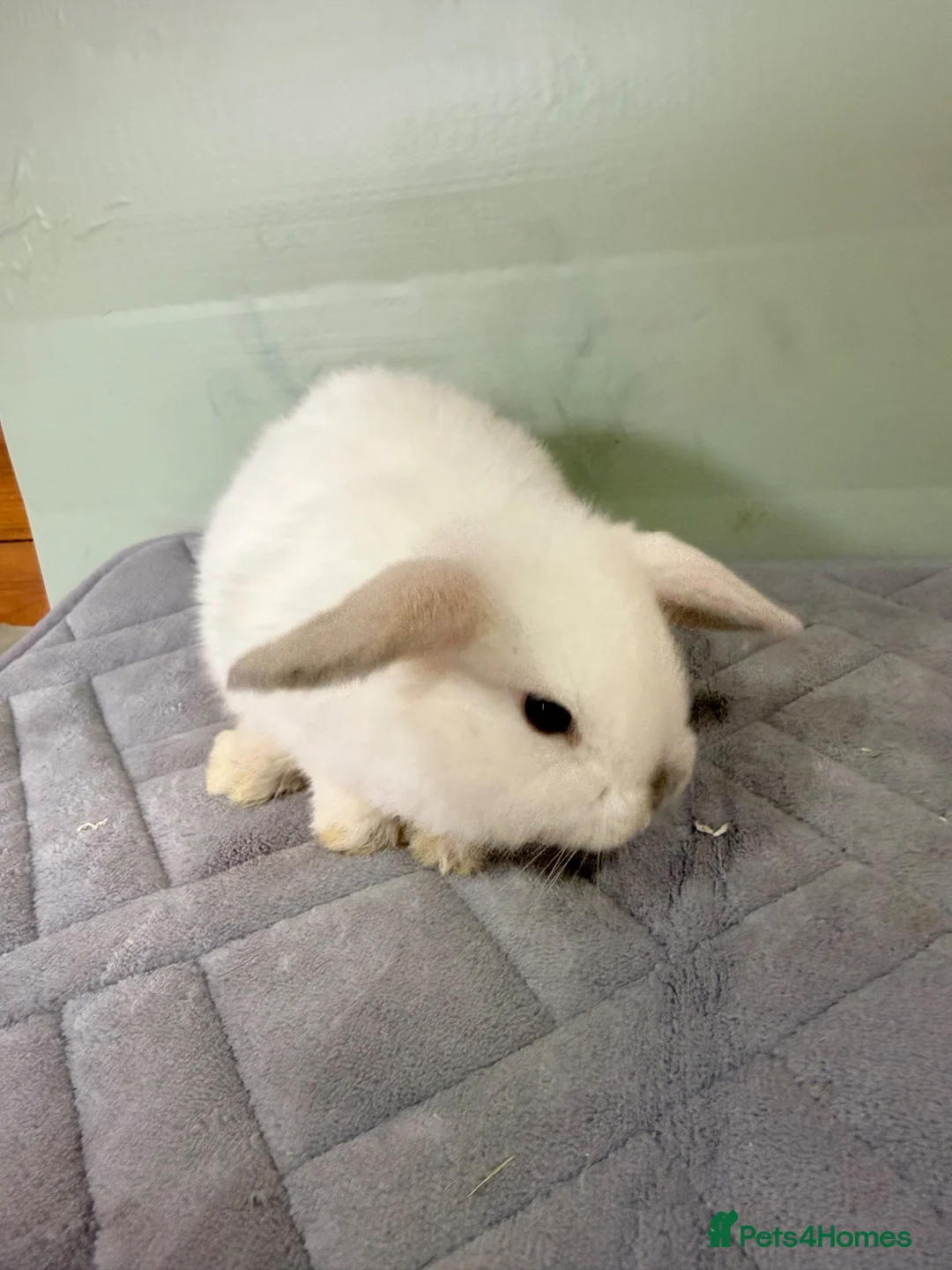 Mini Lop rabbits for sale: mini lops (BUCK) 8 weeks old  - Advert 2
