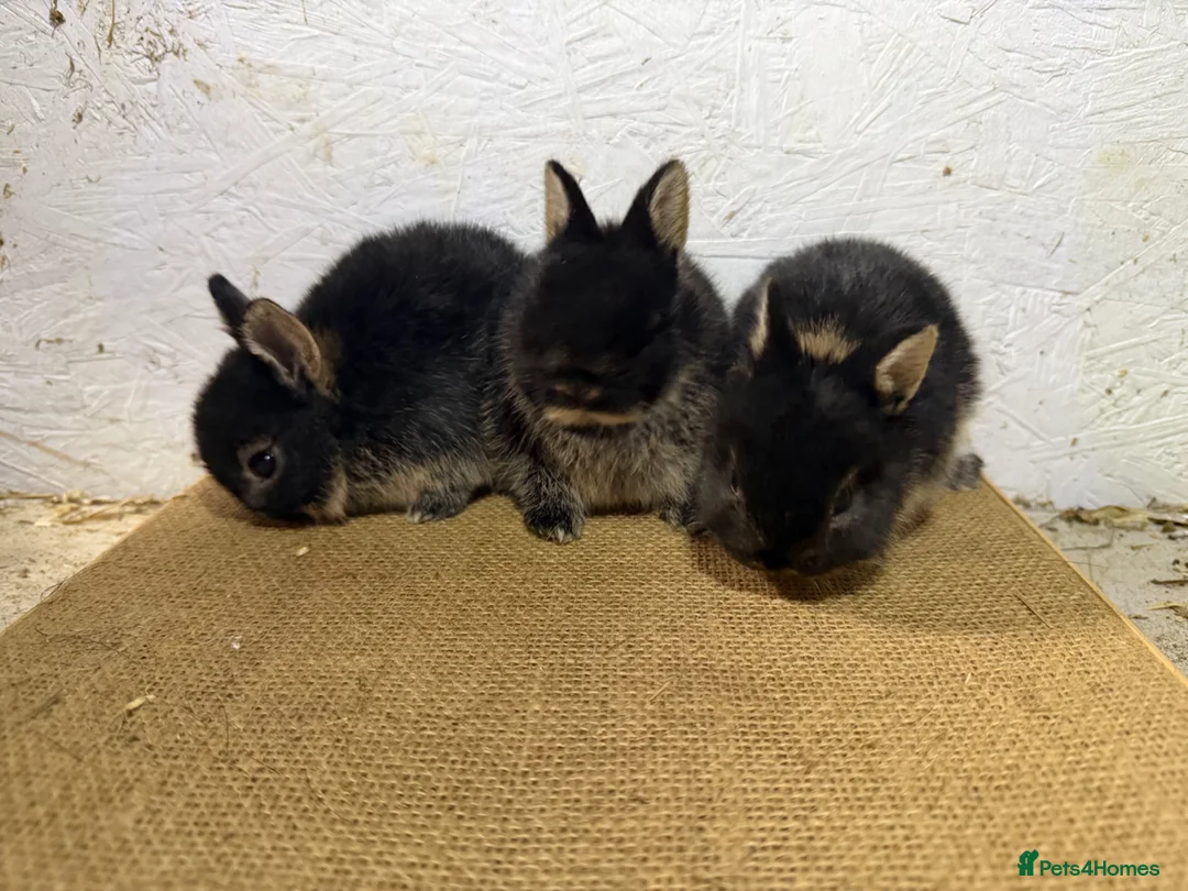 Netherland Dwarf rabbits for sale: Gorgeous Netherland dwarfs  - Advert 2