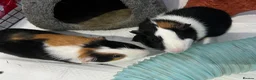 Guinea Pig rodents for sale: Two male guinea pigs  in Manchester - Advert 3