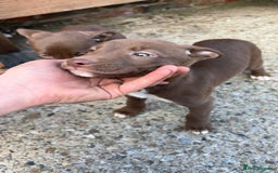 Lurcher dogs for sale: Lurcher pup - Image 3