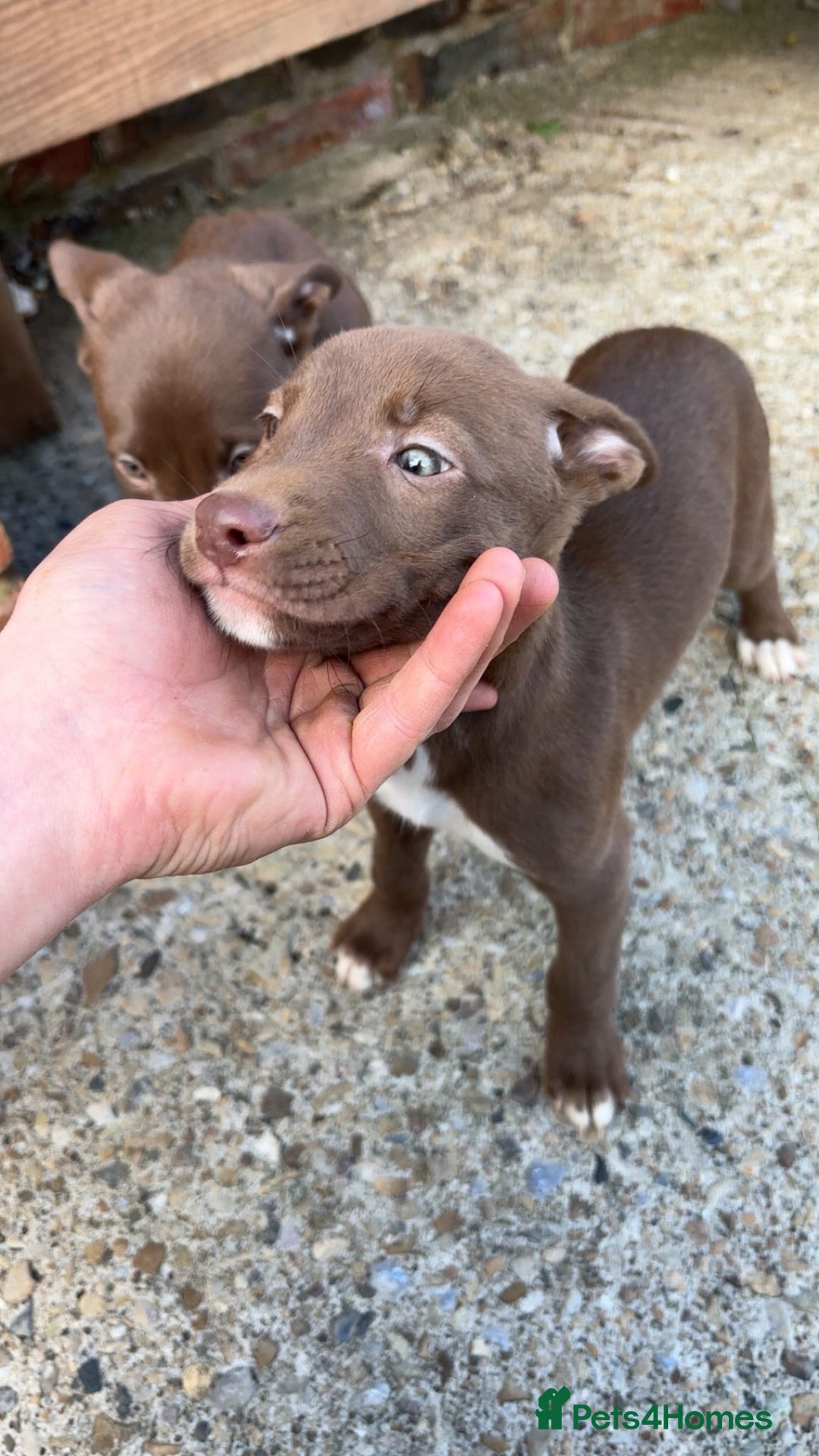 Lurcher dogs for sale: Lurcher pup - Image 3