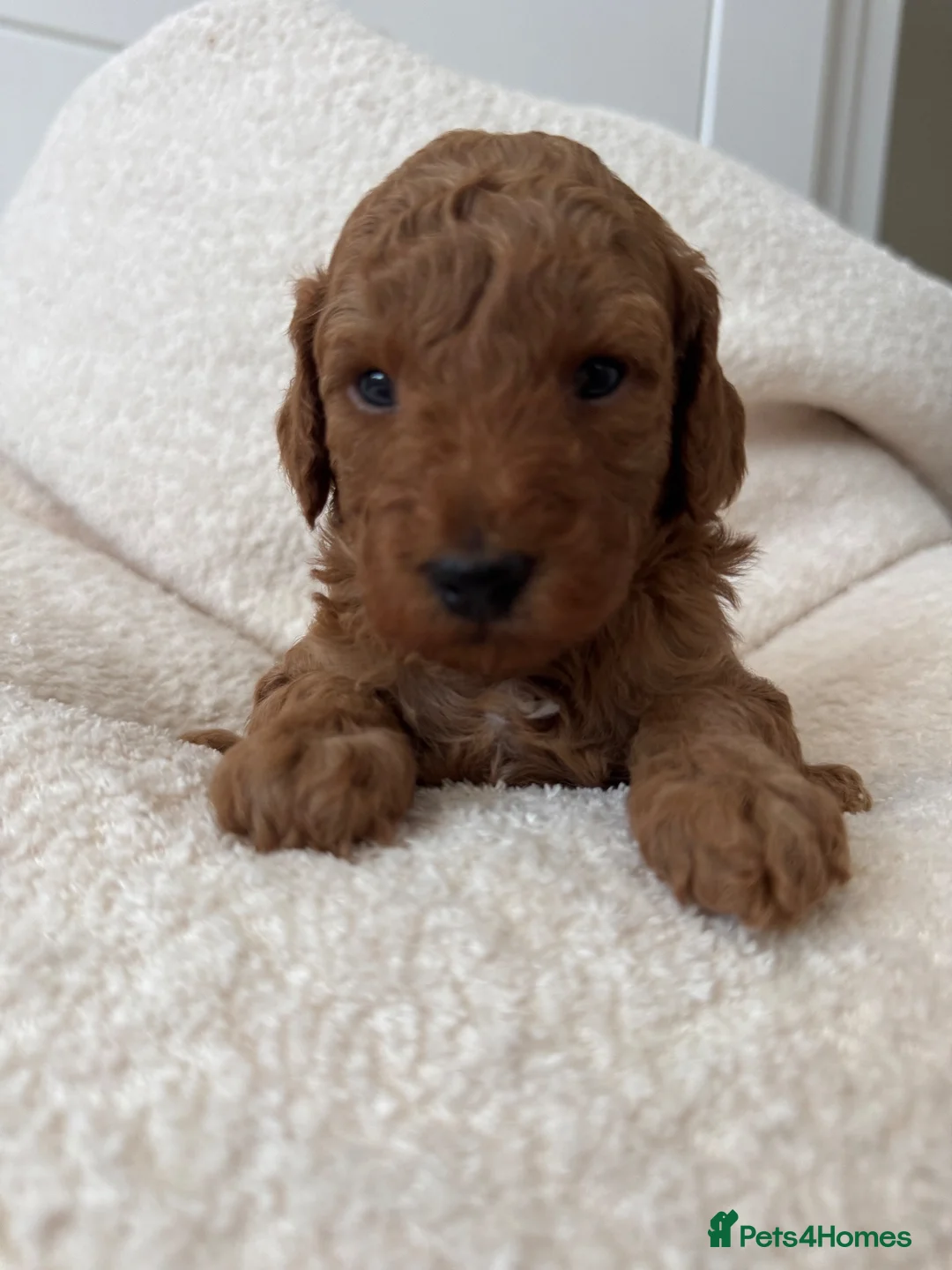 Toy Poodle dogs for sale: Tiny Toy Poodle Puppies 🐾  - Advert 5