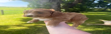 Gus