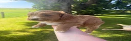 Cockapoo dogs for sale: First generation Cockapoo Puppies  - Advert 8