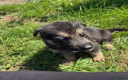 German Shepherd dogs for sale: German shepherd puppies  - Image 23