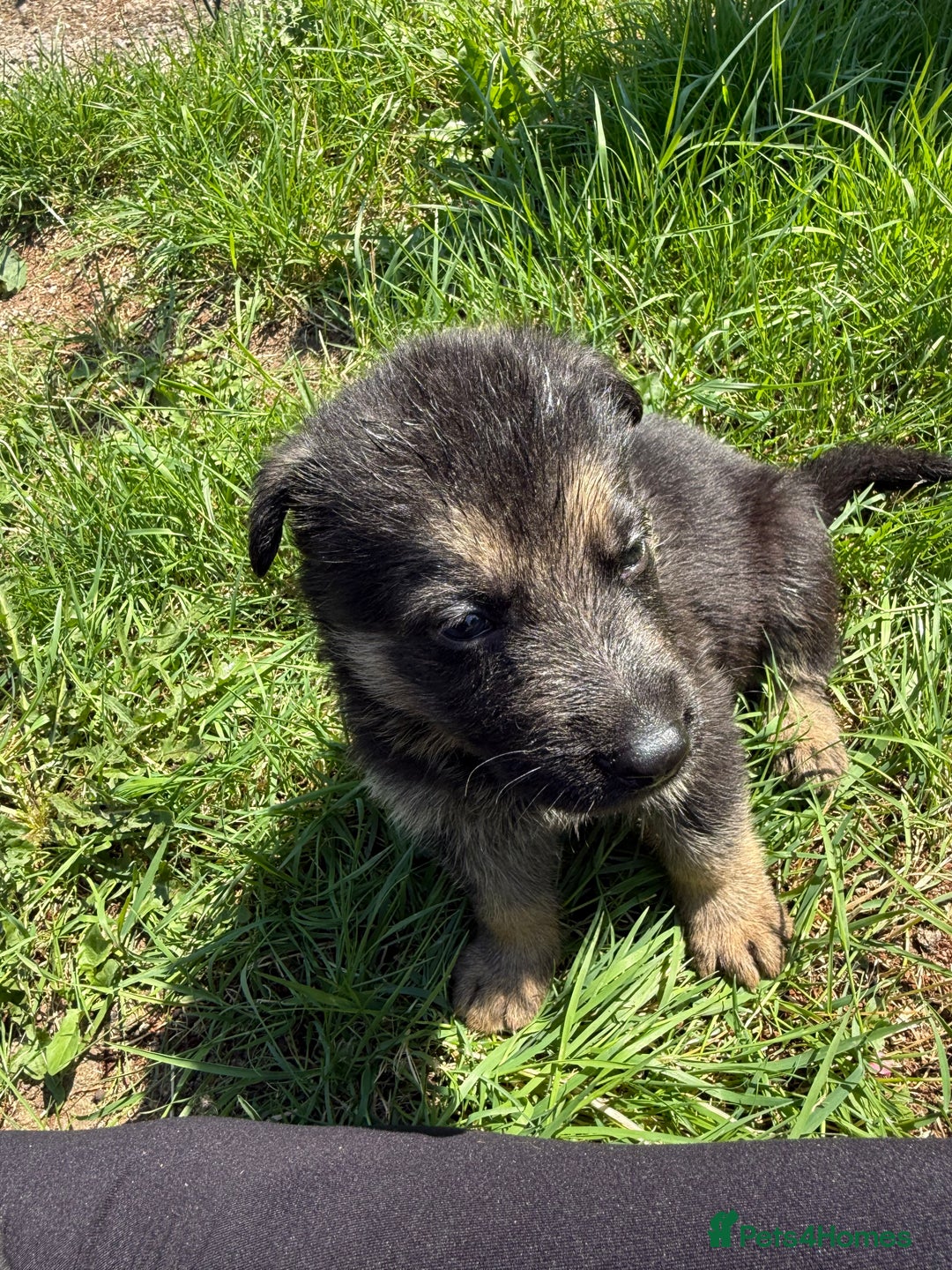 German Shepherd dogs for sale: German shepherd puppies  - Image 23