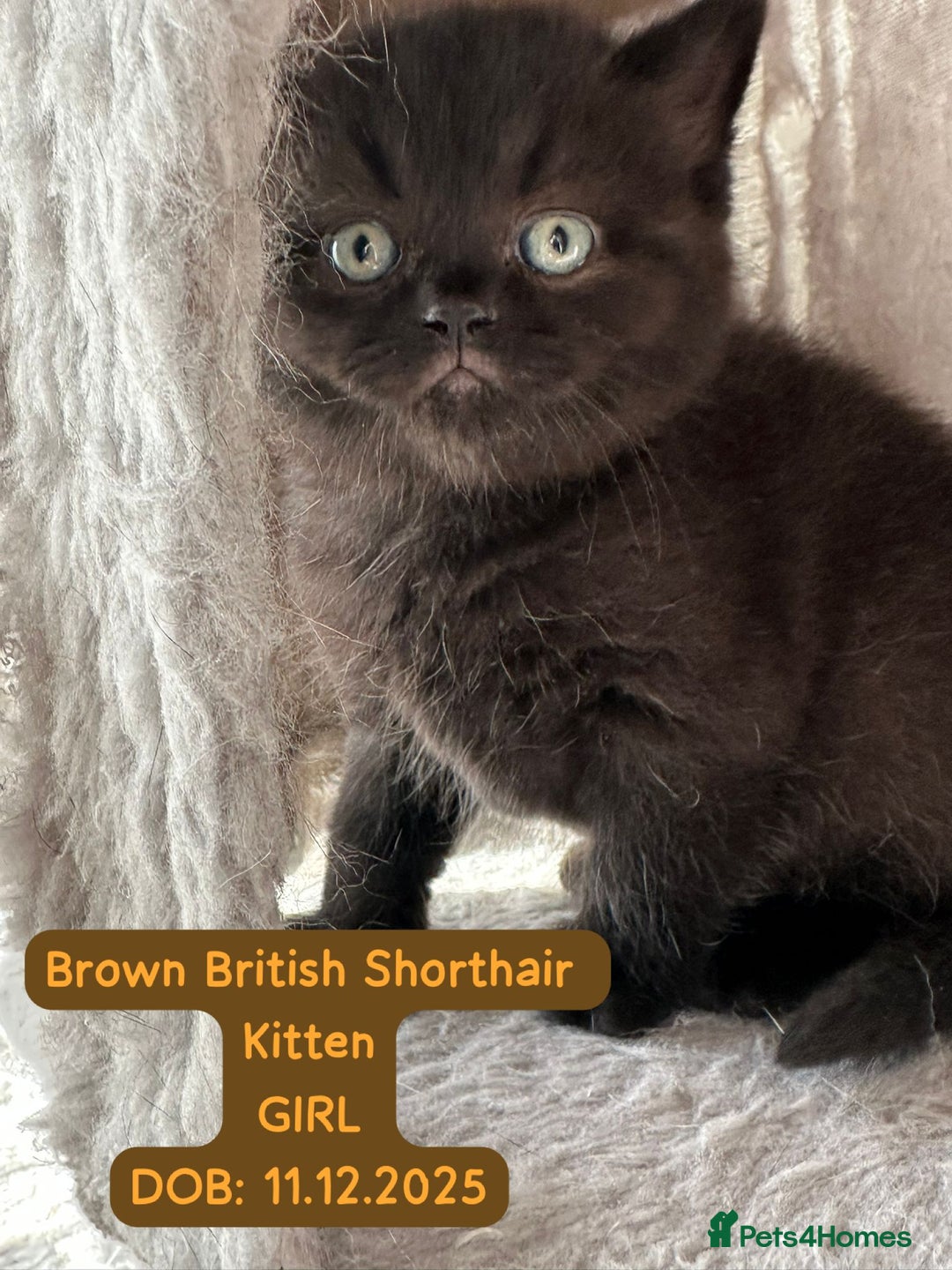 British Shorthair cats for sale: My Gorgeous kittens 😻looking for new home❤️ - Advert 4