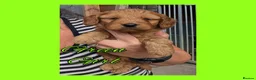 Cockapoo dogs for sale: 6 x Red Cockapoo Girls For Sale - Advert 7