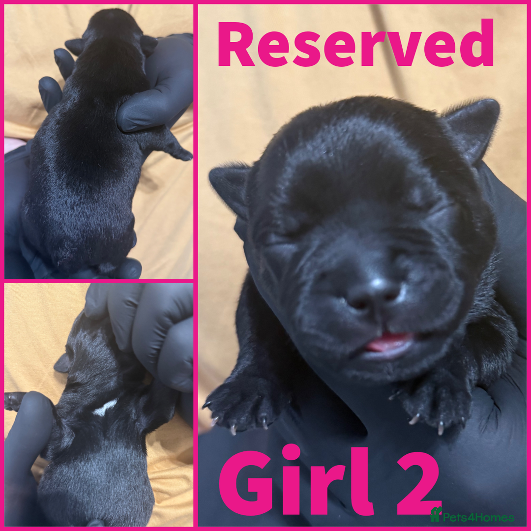 Staffordshire Bull Terrier dogs for sale: KC Registered Mr T & Luminastaffs Puppies - Image 9