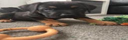 Mixed Breed dogs for sale: 6 gorgeous old tyme bulldog x GSD - Advert 9