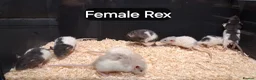 Rat rodents for sale: Baby Dumbo Eared Rat's Males and Females  - Advert 15