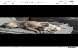 French Bulldog dogs for sale: Cuddle bug Coco - Image 2