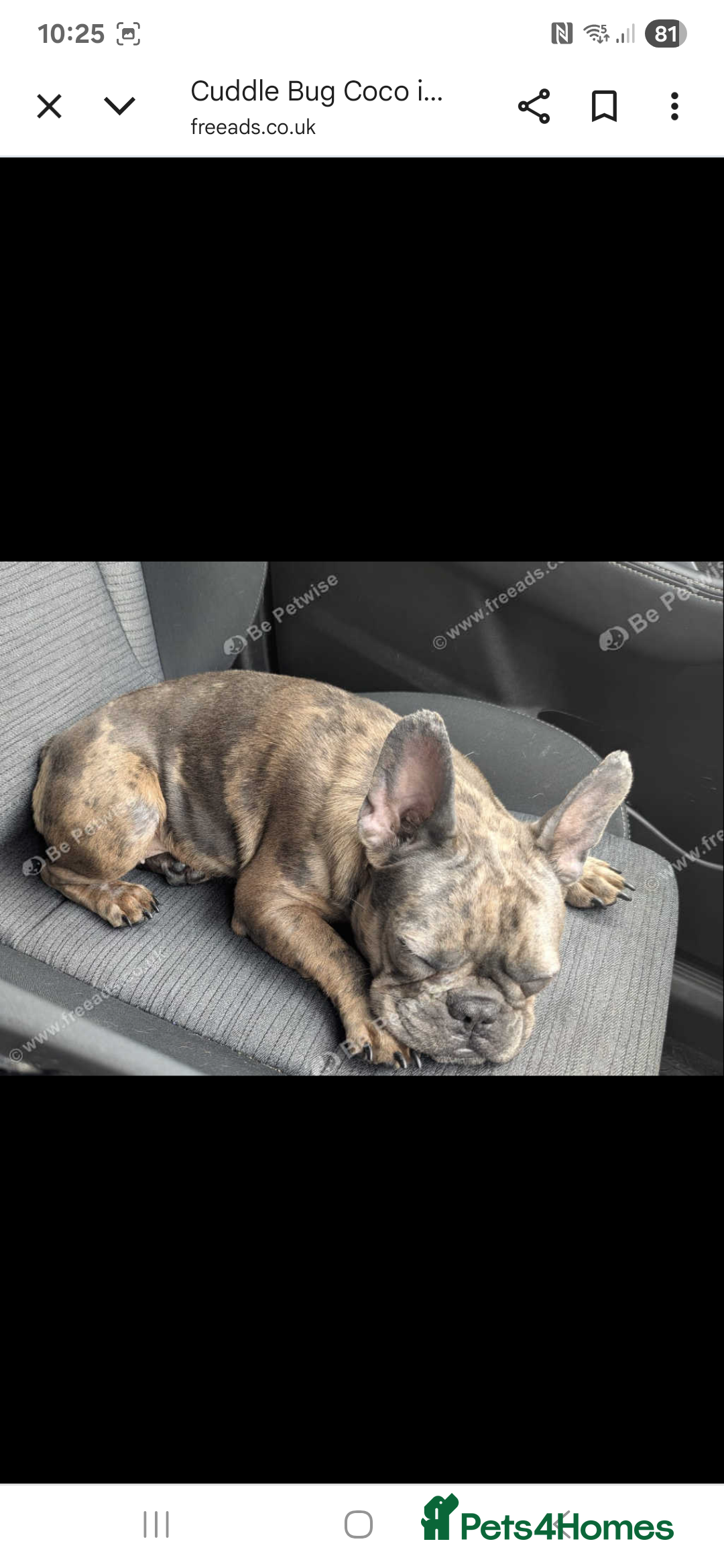 French Bulldog dogs for sale: Cuddle bug Coco - Image 2