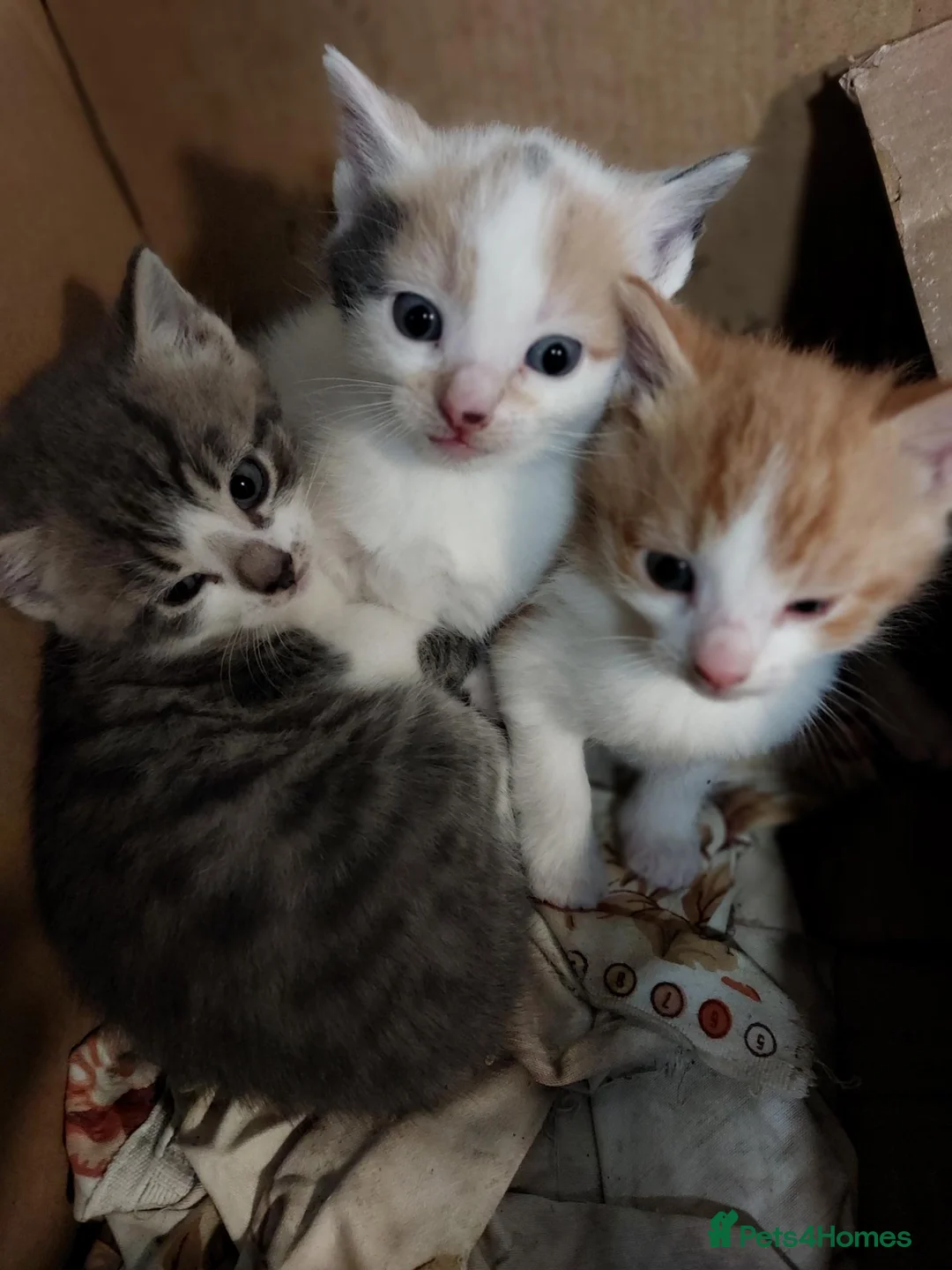 Mixed Breed cats for sale: Kittens for sale - Advert 4