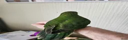 Mixed Breed birds for sale:  kakariki chicks hand tame  - Advert 11