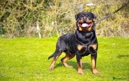 Rottweiler dogs for stud: bow ( Rottweller Stud ) in Kettering - Image 3