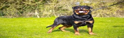 Rottweiler dogs for stud: bow ( Rottweller Stud ) in Kettering - Advert 3