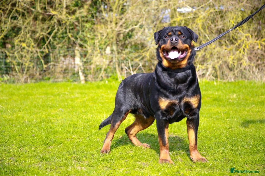 Rottweiler dogs for stud: bow ( Rottweller Stud ) in Kettering - Advert 3