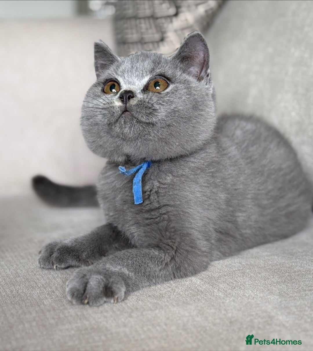 British Shorthair cats for sale: Beautiful kittens  - Image 31