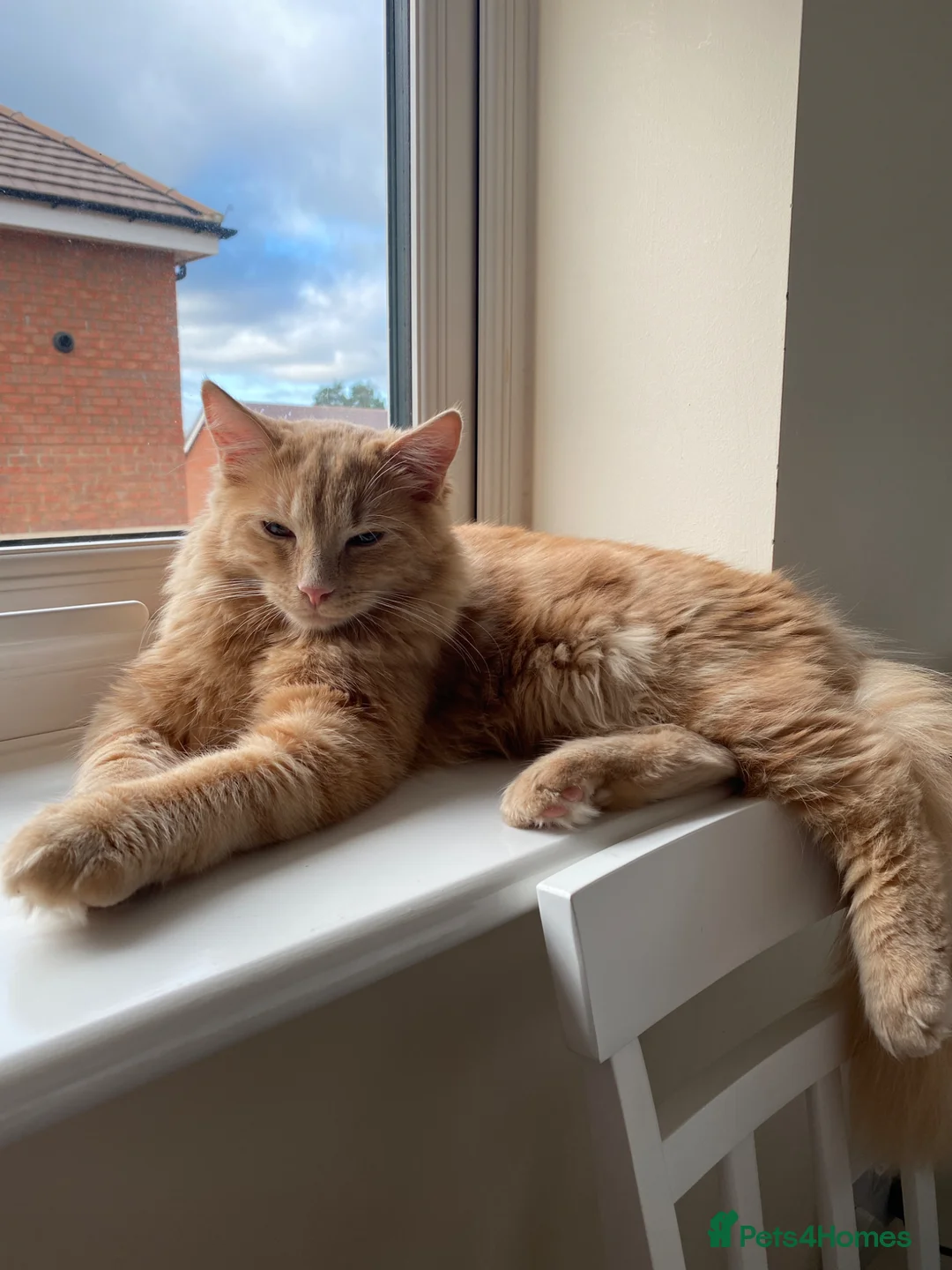 Ragdoll cats for sale: 3 yr old Ragdoll mix Boy - Advert 4