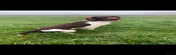 English Springer Spaniel dogs for stud: KC English springer spaniel at stud  - Advert 3