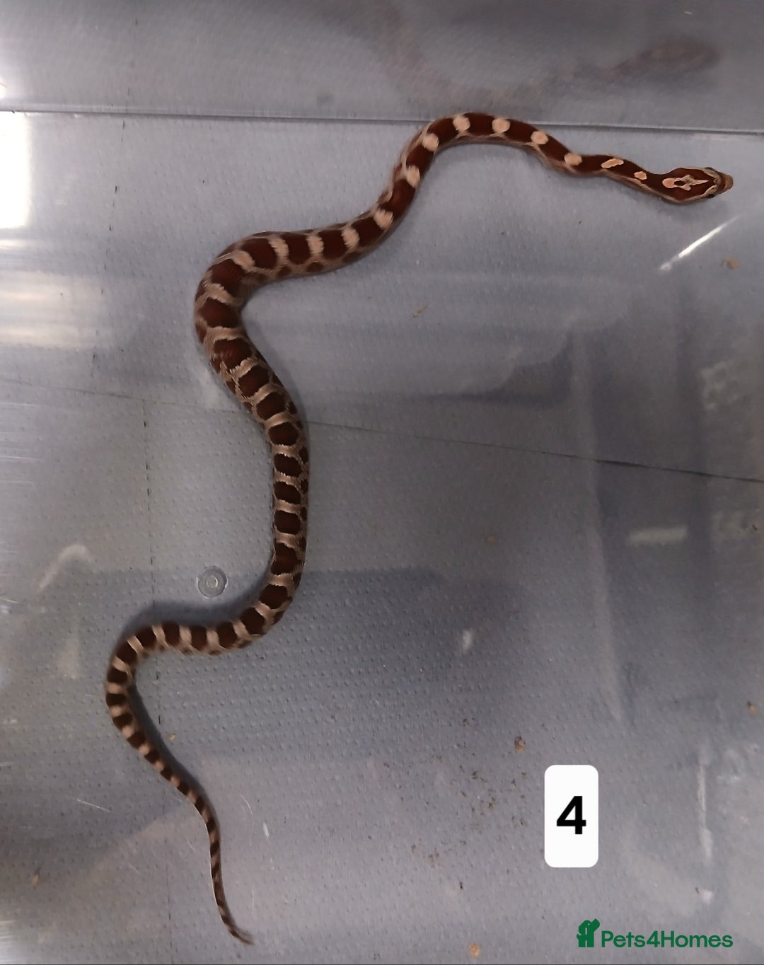Corn Snake reptiles for sale: Corn Snake Hatchling's  - Image 6