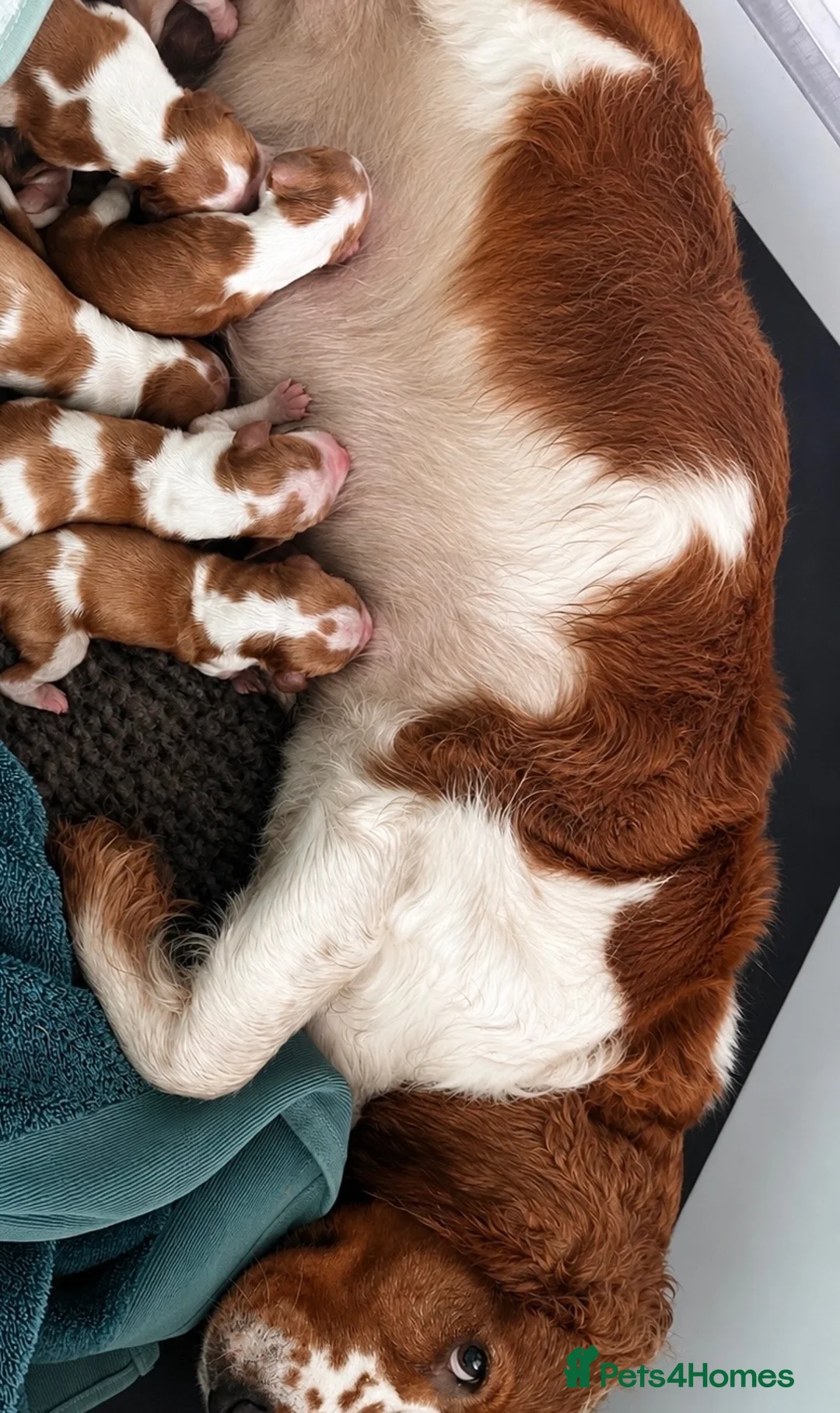 Welsh Springer Spaniel dogs for sale: Welshie 🏴󠁧󠁢󠁷󠁬󠁳󠁿 pups health tested parents  - Advert 1
