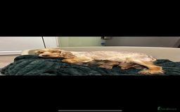 Cocker Spaniel dogs for sale: ✨ Gorgeous Litter of 6 Show Cocker Spaniels✨ - Image 1