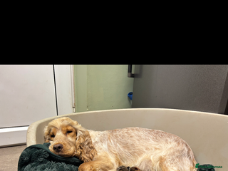 Cocker Spaniel dogs for sale - Advert 1