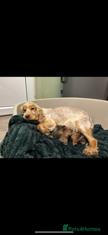 Cocker Spaniel dogs - Advert 5