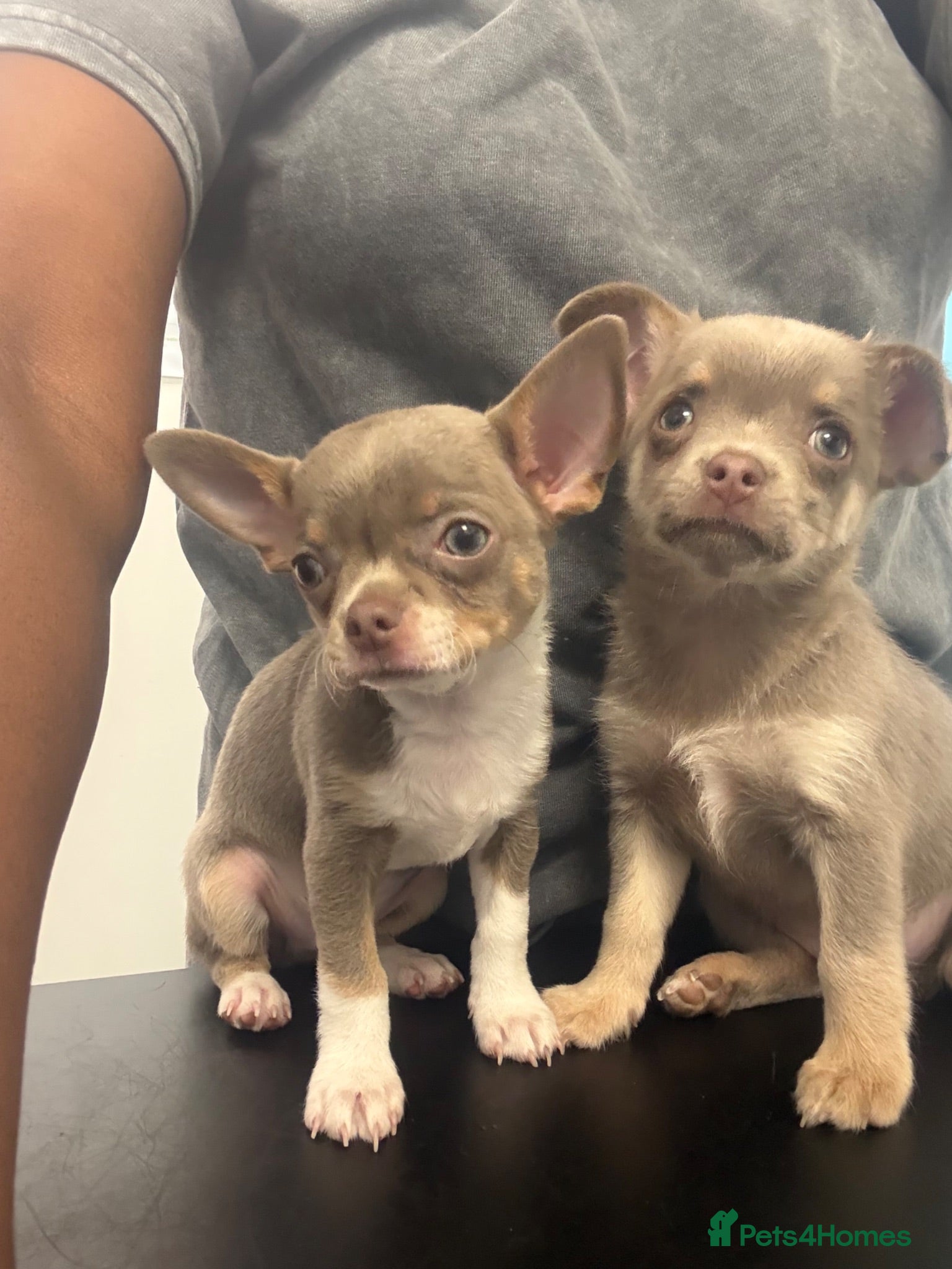 Chihuahua dogs 2 Beautiful Male Chihuahua Puppies Available NOW🐶 - Advert 19