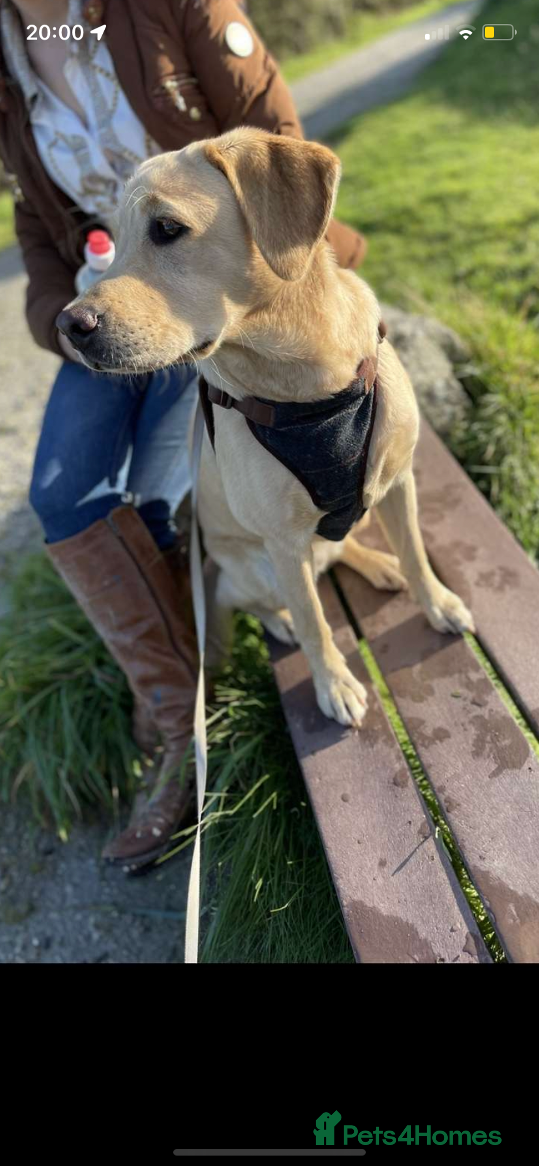 Labrador Retriever dogs for sale: Our perfect Labrador retriever - Image 2