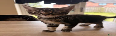 British Shorthair Kitten 2