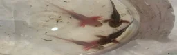 Axolotl reptiles for sale: Baby axolotl for sale  - Advert 5