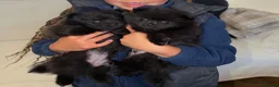 Pomeranian dogs for sale: Beautiful Pomeranian puppies ready soon - Advert 3